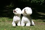 BICHON FRISE 599